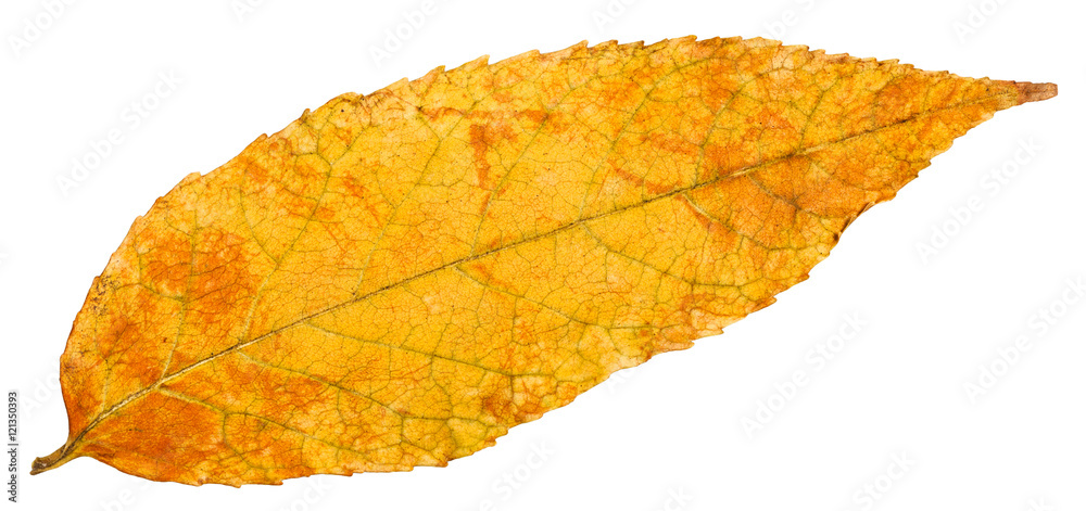 Obraz premium yellow autumn leaf of ash tree isolated