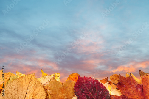 autumn fallen leaves and blue and pink sunset sky