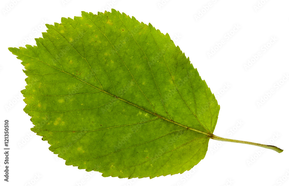 Obraz premium green leaf of ash-leaved maple tree isolated