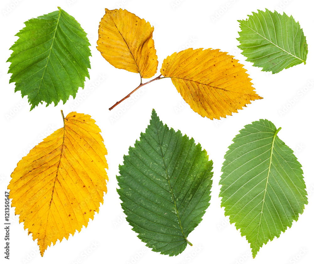 Obraz premium zestaw z żółtych i zielonych liści wiązu