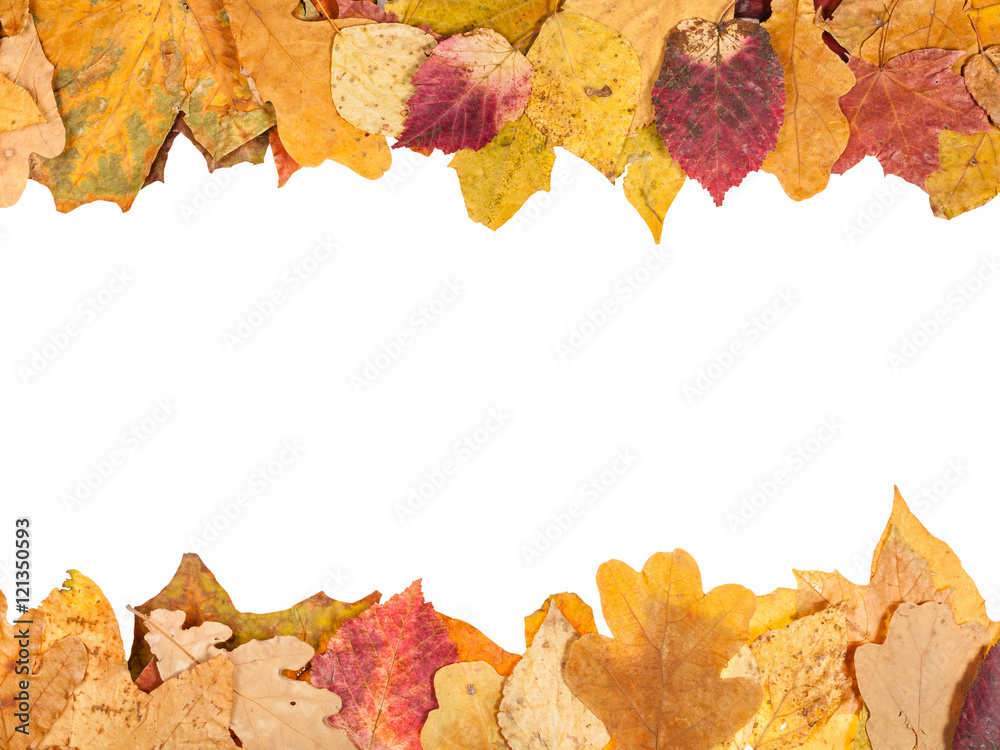 top and bottom frames from fallen autumn leaves