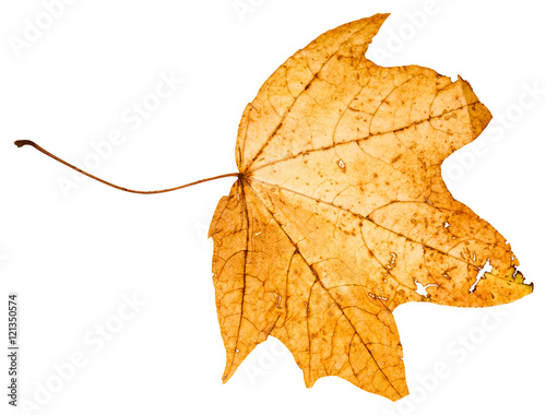 yellow died leaf of maple tree isolated