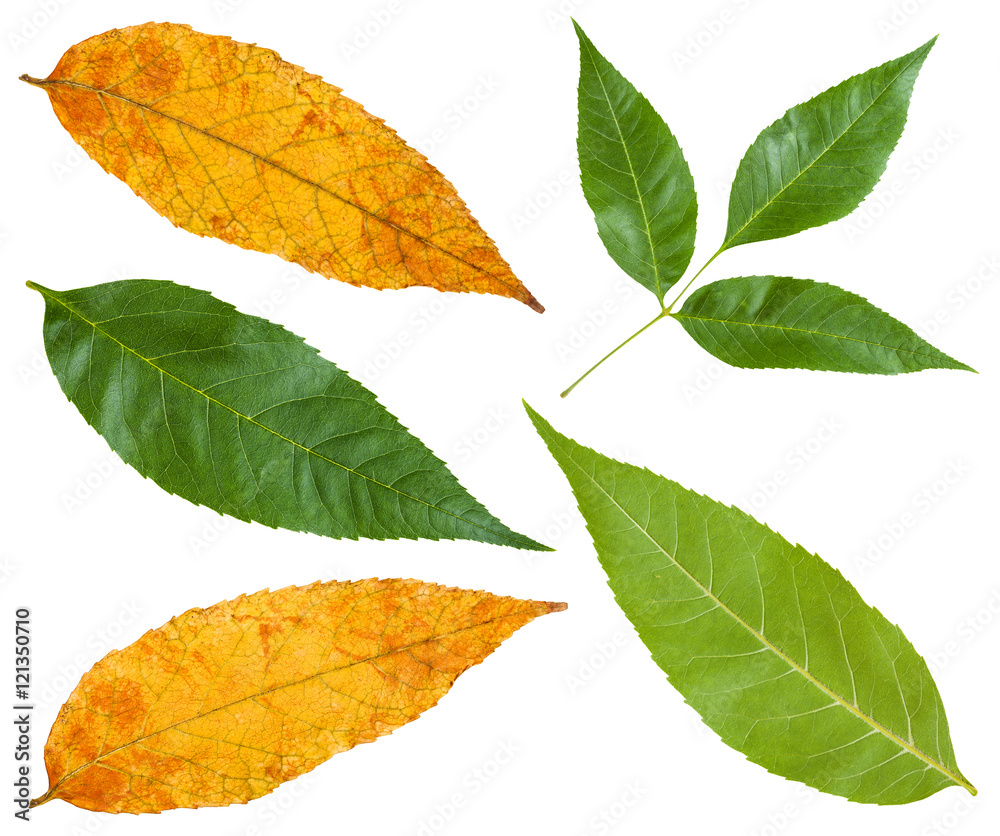Naklejka premium green and yellow autumn leaves of ash tree