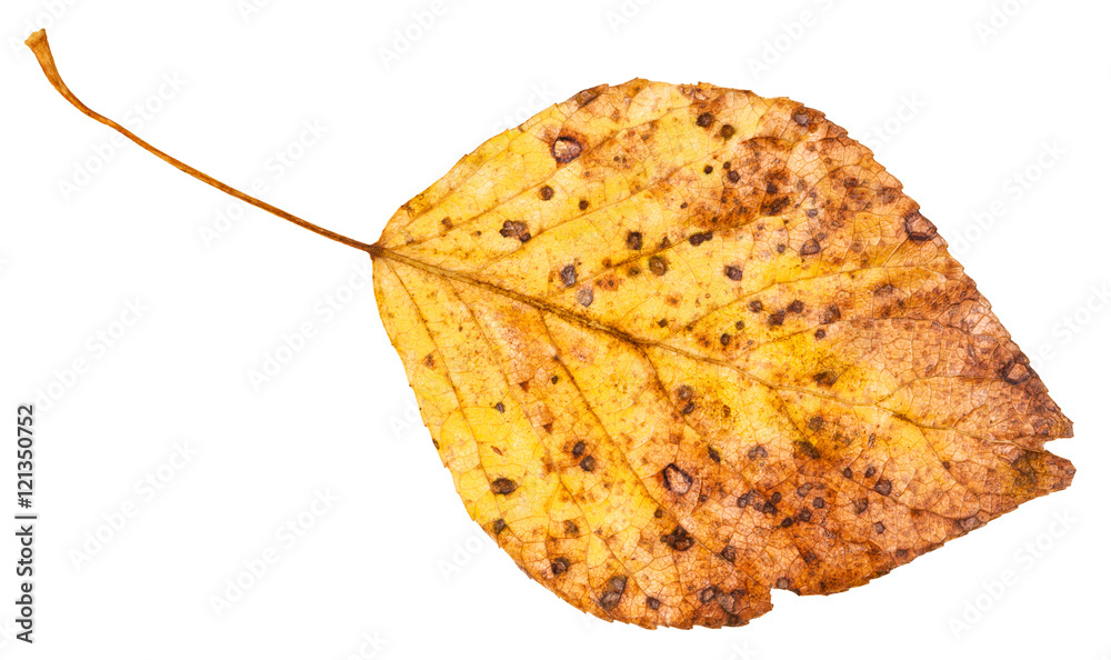 Naklejka premium yellow dried leaf of poplar tree isolated