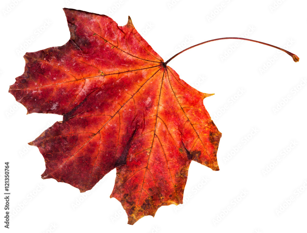 red fallen leaf of maple tree isolated red fallen leaf of maple tree isolated