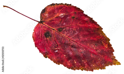 red dead leaf of ash-leaved maple tree isolated