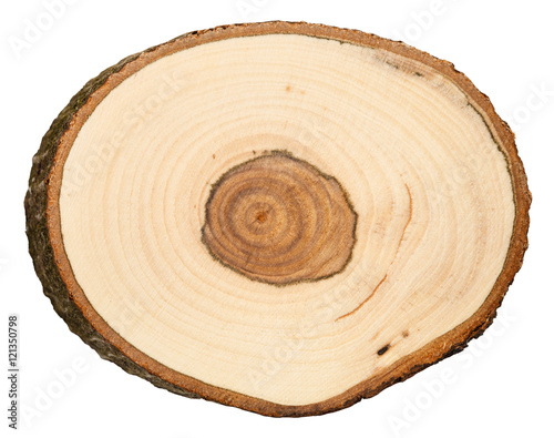 cross section of bird cherry tree trunk isolated