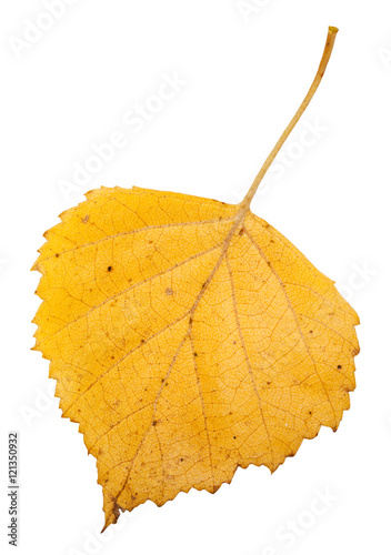 yellow autumn leaf of birch tree isolated