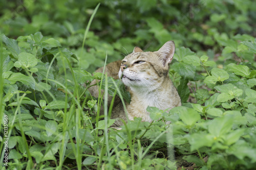Obraz na plátně Cat lying in the grass And nasal snuff