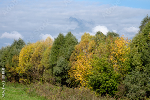 Fototapeta Naklejka Na Ścianę i Meble -  Полоса леса с чередованием желтых и зеленых деревьев 