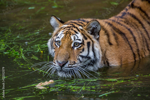 Tiger is swimming