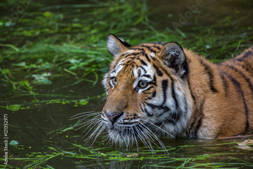 Tiger is swimming