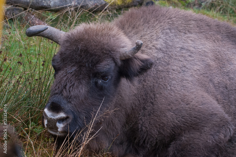 Bison d'Europe couché