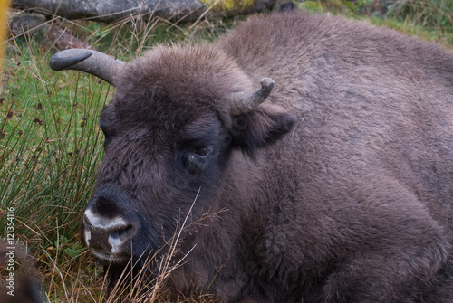Bison d'Europe couché