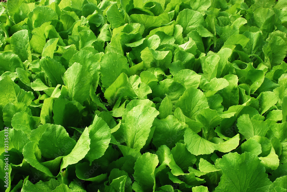 fresh organic lettuce, green lettuce, organic vegetable fresh organic lettuce, green lettuce, organic vegetable