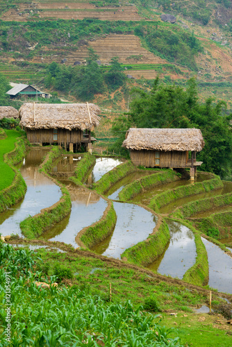 Beautiful terraced rice field in Lao cai province in Vietnam