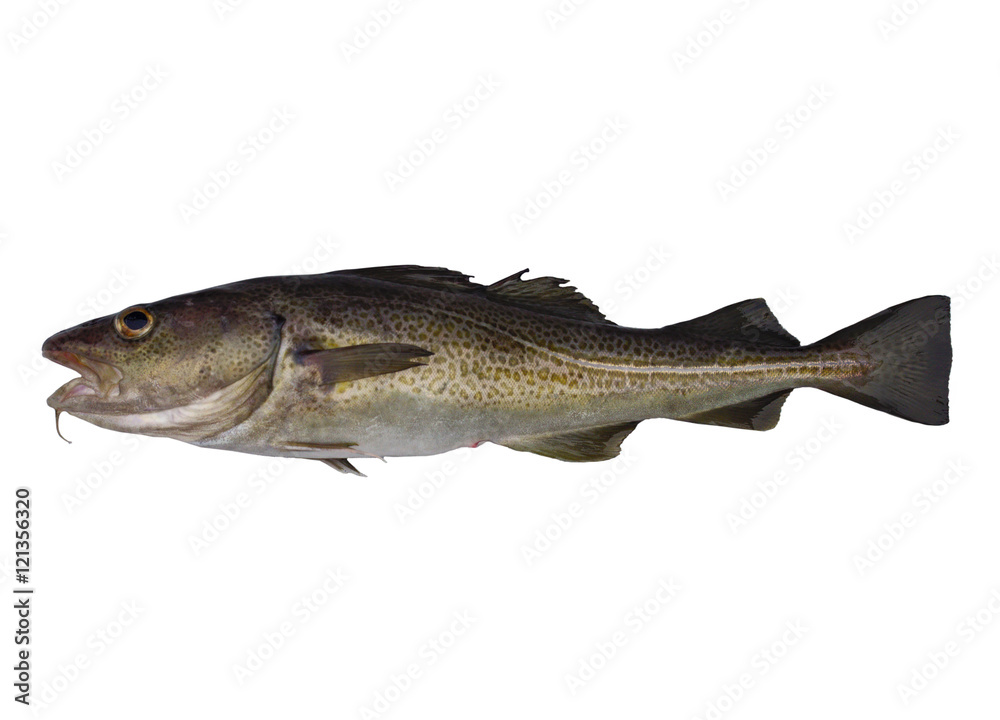 codfish codfish