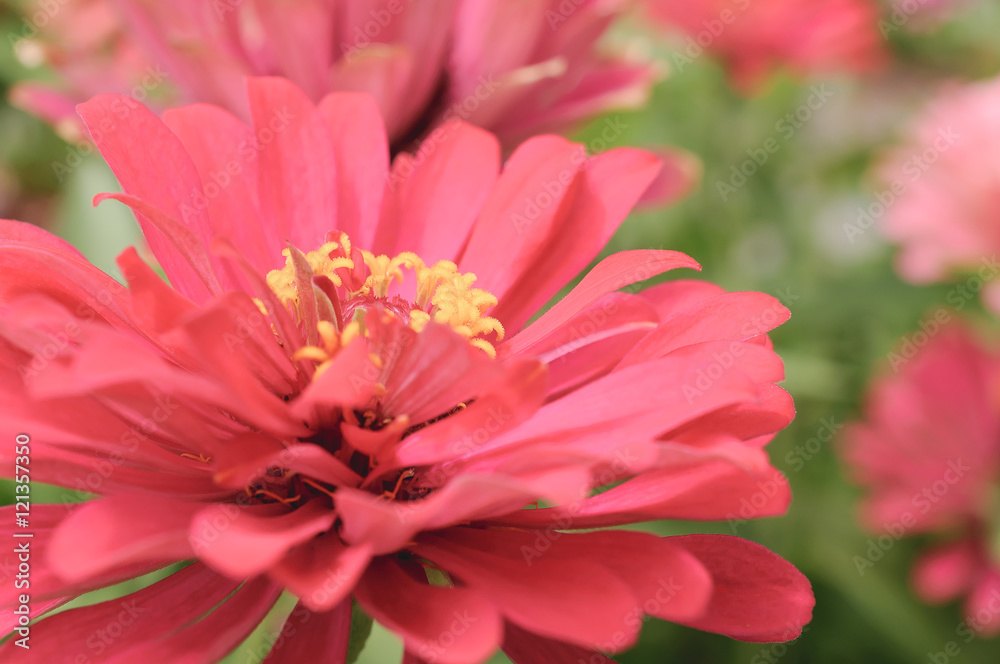 Pink Chrysanthemum Flower In Close Up View Pink Chrysanthemum Flower In Close Up View