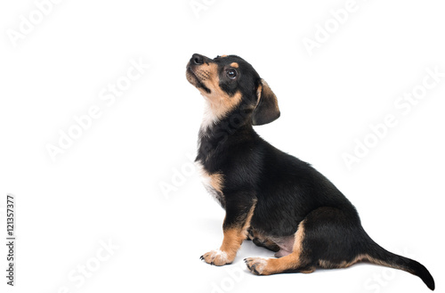 young dachshund