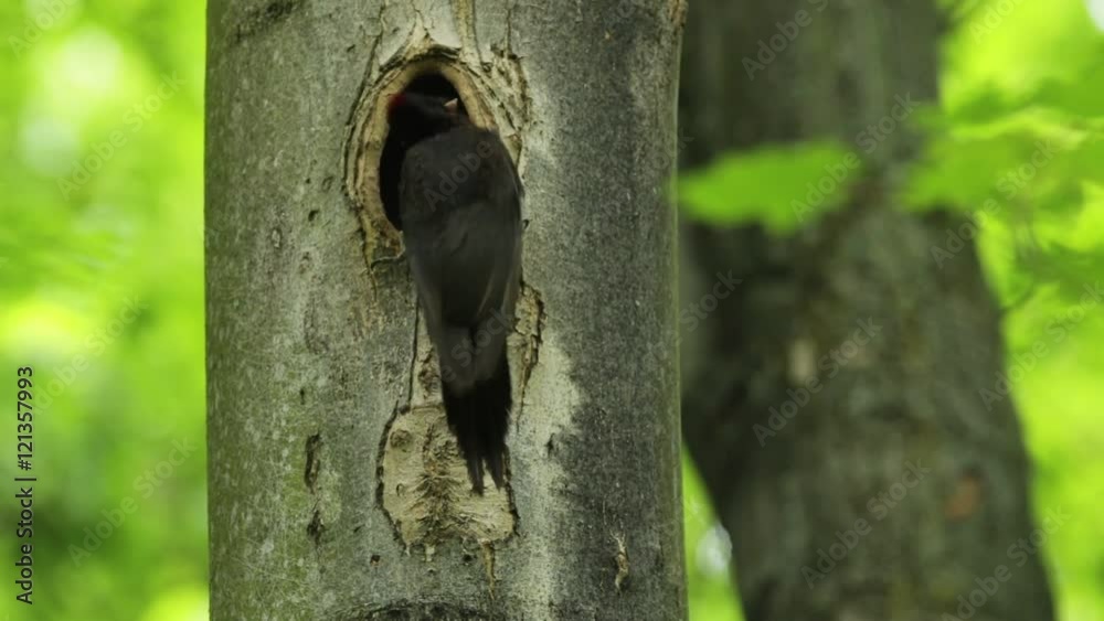 Black woodpecker nesting. Black woodpecker with nest hole in the tree