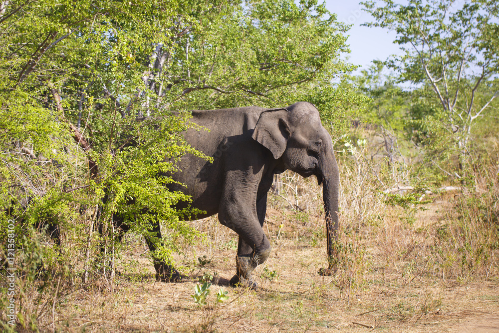 Obraz premium sri lanka safari