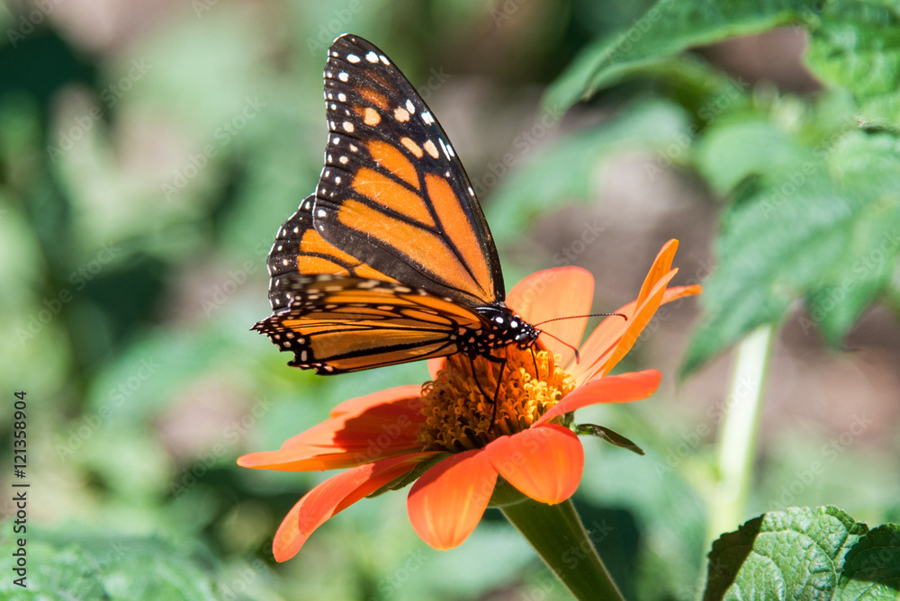 Obraz premium Monarch Butterfly