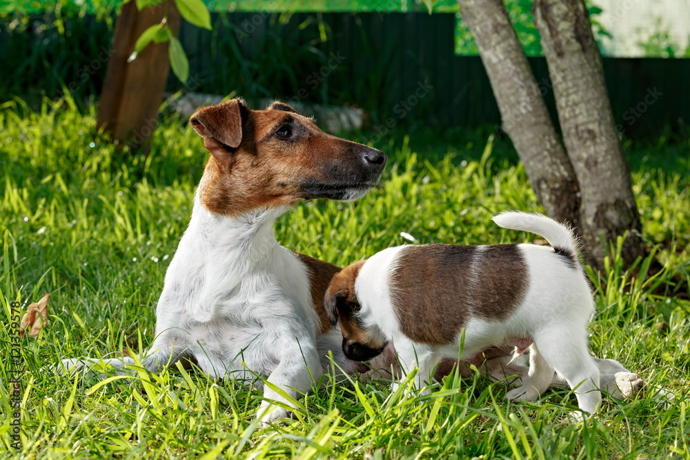 Purebred puppy smooth-haired fox terrier, drinking mother's milk