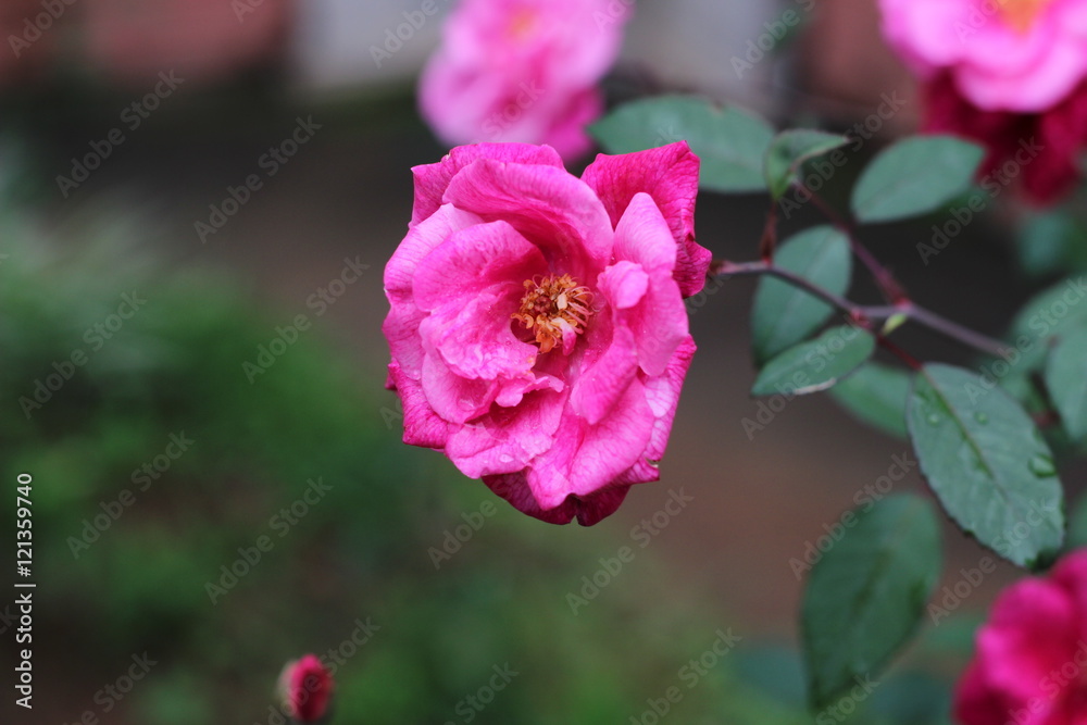 Pink flower