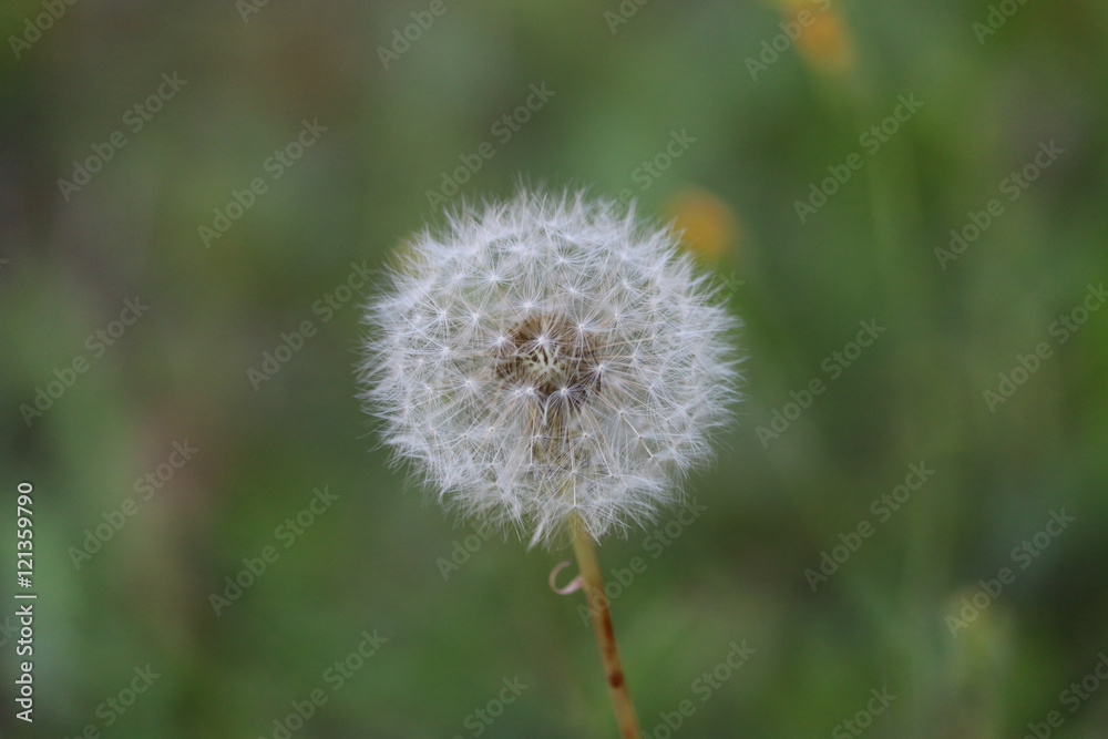 Dandelion