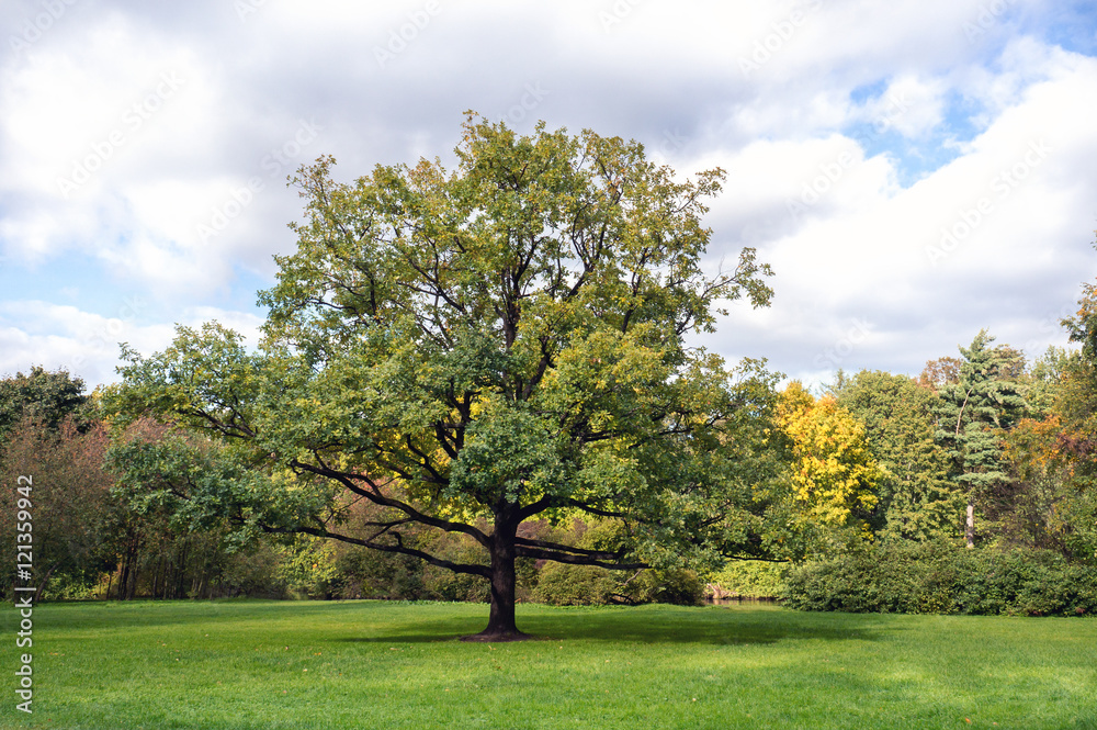 Fototapeta premium One big tree on the field