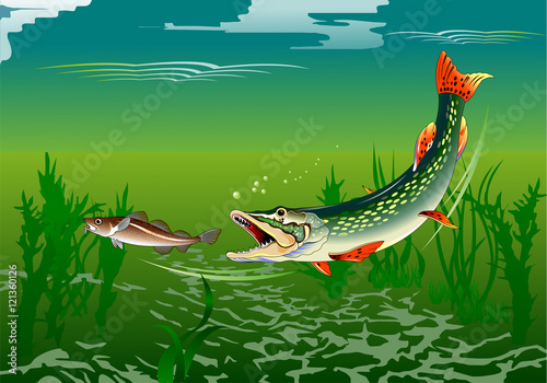 pike attack