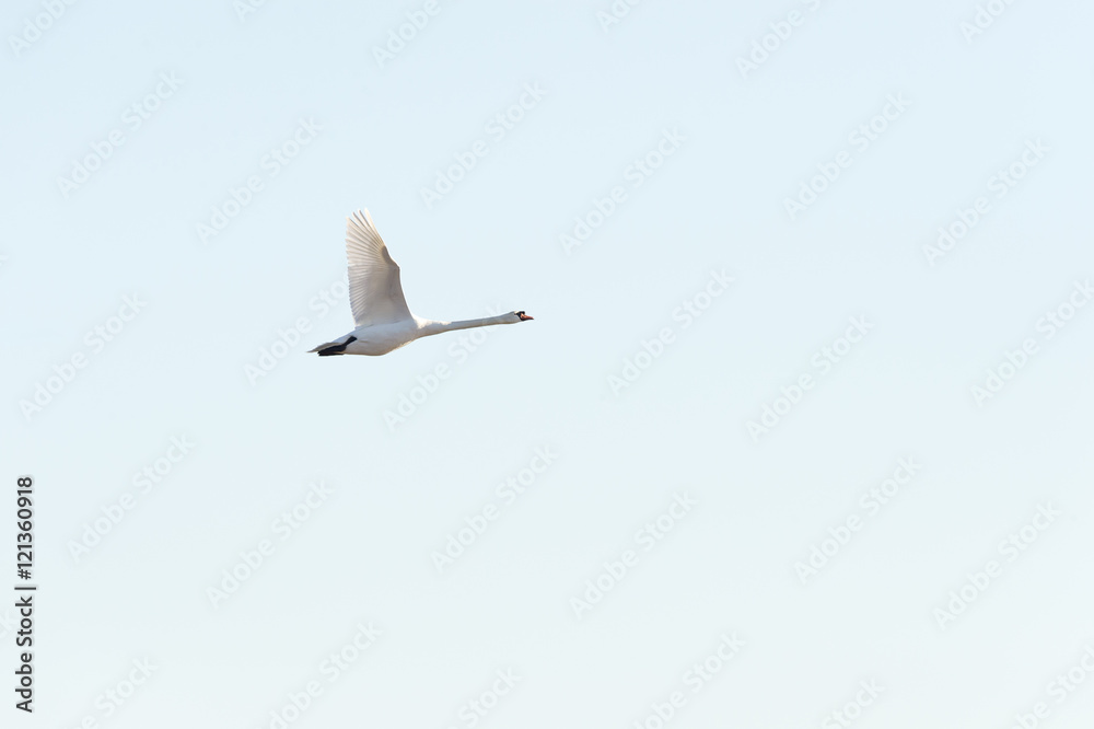 Mute swan side view wings high Mute swan side view wings high