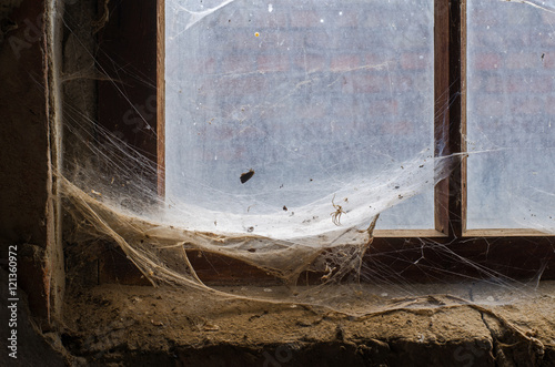 elaborate spider's web with caught prey in the corner of an old window