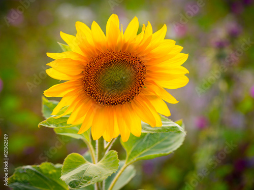 Sun Flower on a Meadow