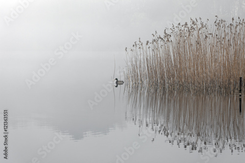 Fototapeta Naklejka Na Ścianę i Meble -  Duck on misty lake, Hatchmere, Cheshire, England, United Kingdom