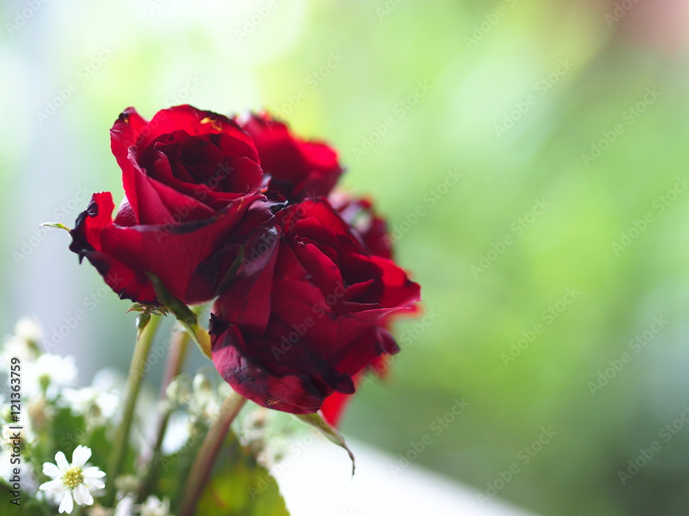 red rose selected focus and blur background red rose selected focus and blur background
