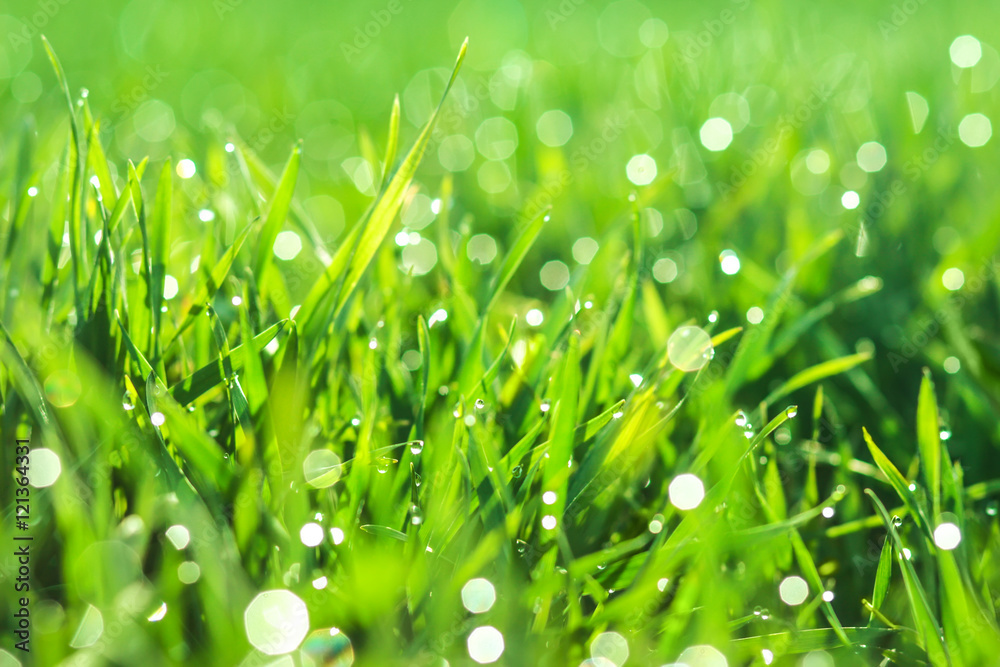 Fresh morning dew on spring grass, natural background - close up Fresh morning dew on spring grass, natural background - close up
