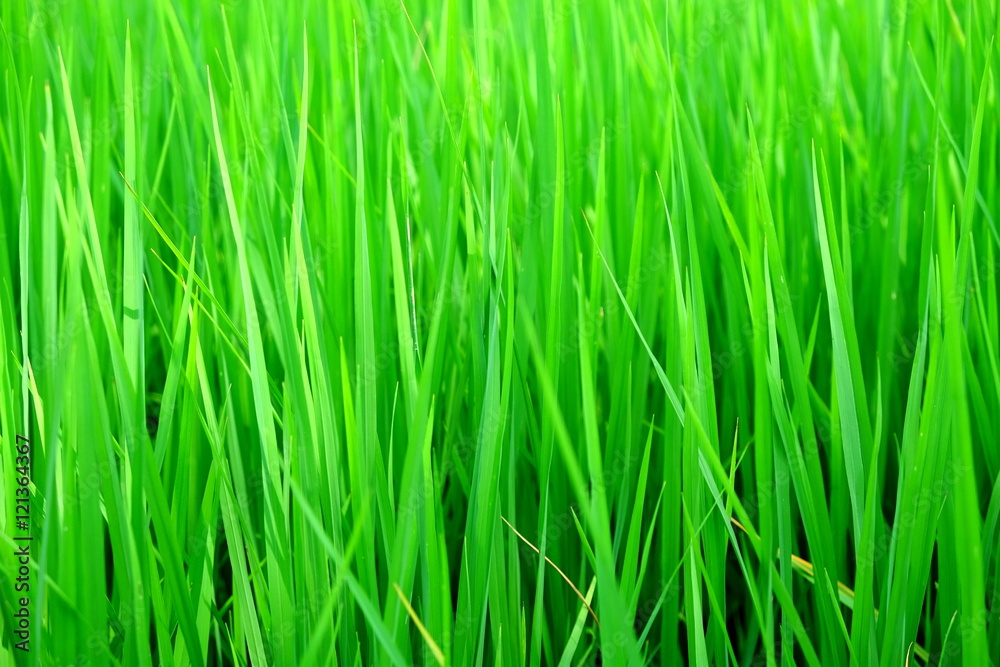 green paddy rice field close up for background use green paddy rice field close up for background use