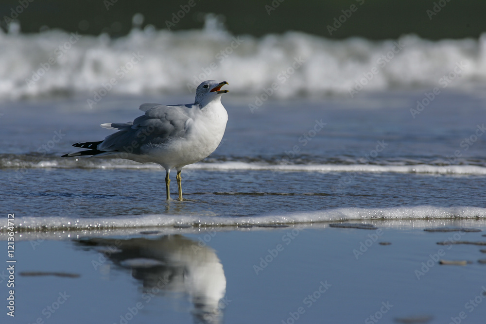 Bird calling in surf (Ring-billed gull), OBX Bird calling in surf (Ring-billed gull), OBX