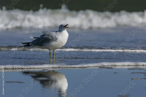 Bird calling in surf (Ring-billed gull), OBX