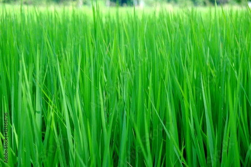 green paddy rice field close up for background use