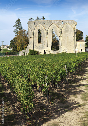 Leinwand Poster saint emilion vines