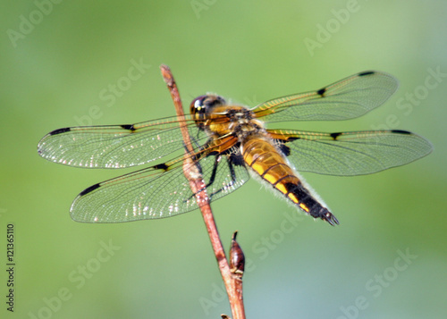 Beautiful Dragonfly © Rachel