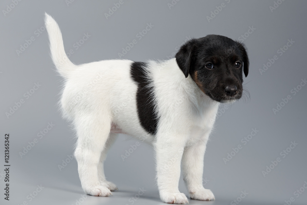 Smooth fox terrier. The puppy on a gray background, photographed Smooth fox terrier. The puppy on a gray background, photographed