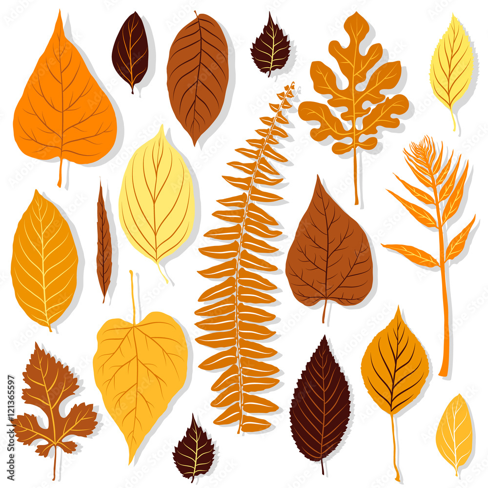 Autumn leaves set on white background vector
