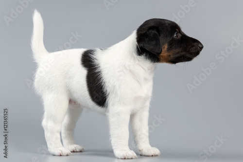 Smooth fox terrier. The puppy on a gray background  photographed