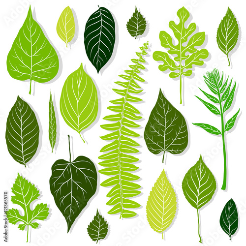 Green leaves set on white background vector