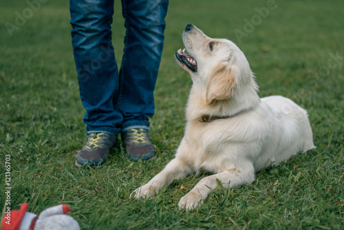 lwhite Labrador Retriever lying on grass near the feet of the master photo