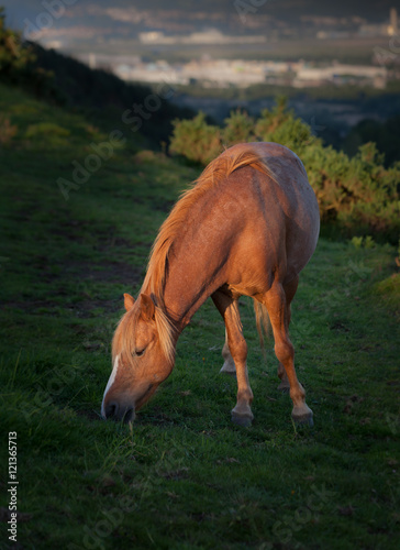 Horse at sunset on Kilvey Hill