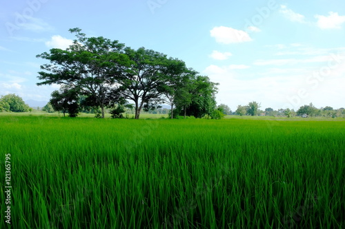 green paddy rice field with tree and sky background